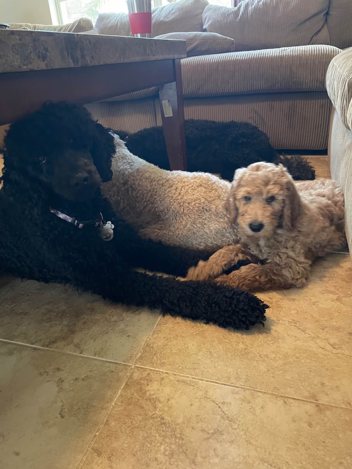 Poodle Puppies breeder image 8