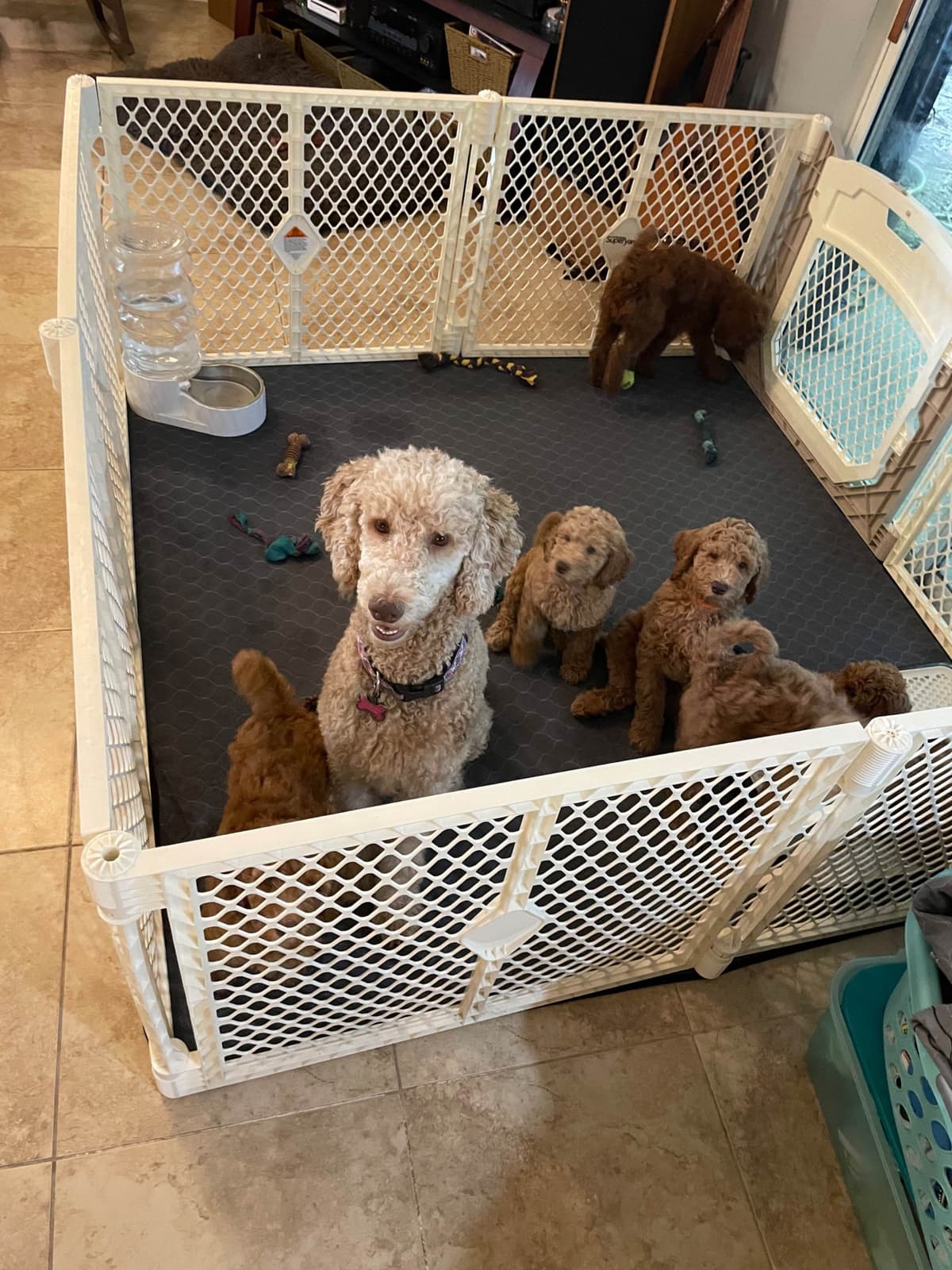 Poodle Puppies breeder image 9