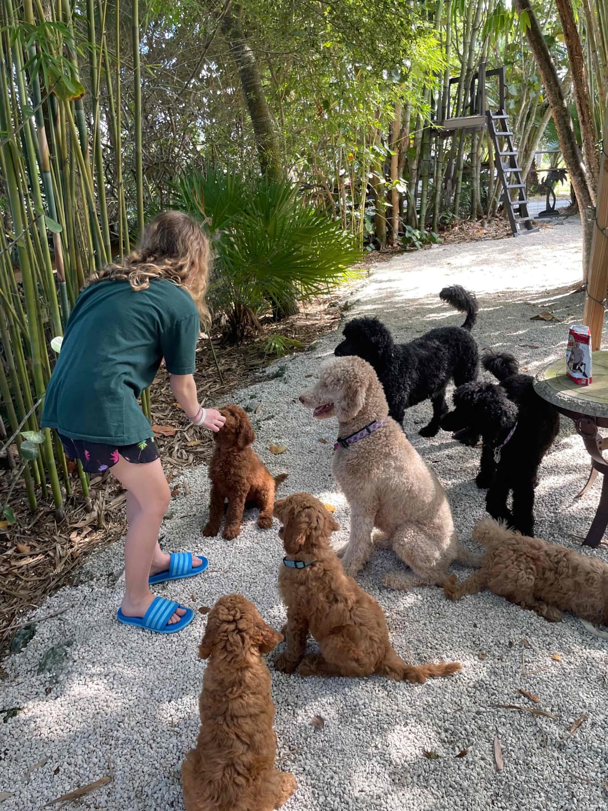 Poodle Puppies breeder image 10