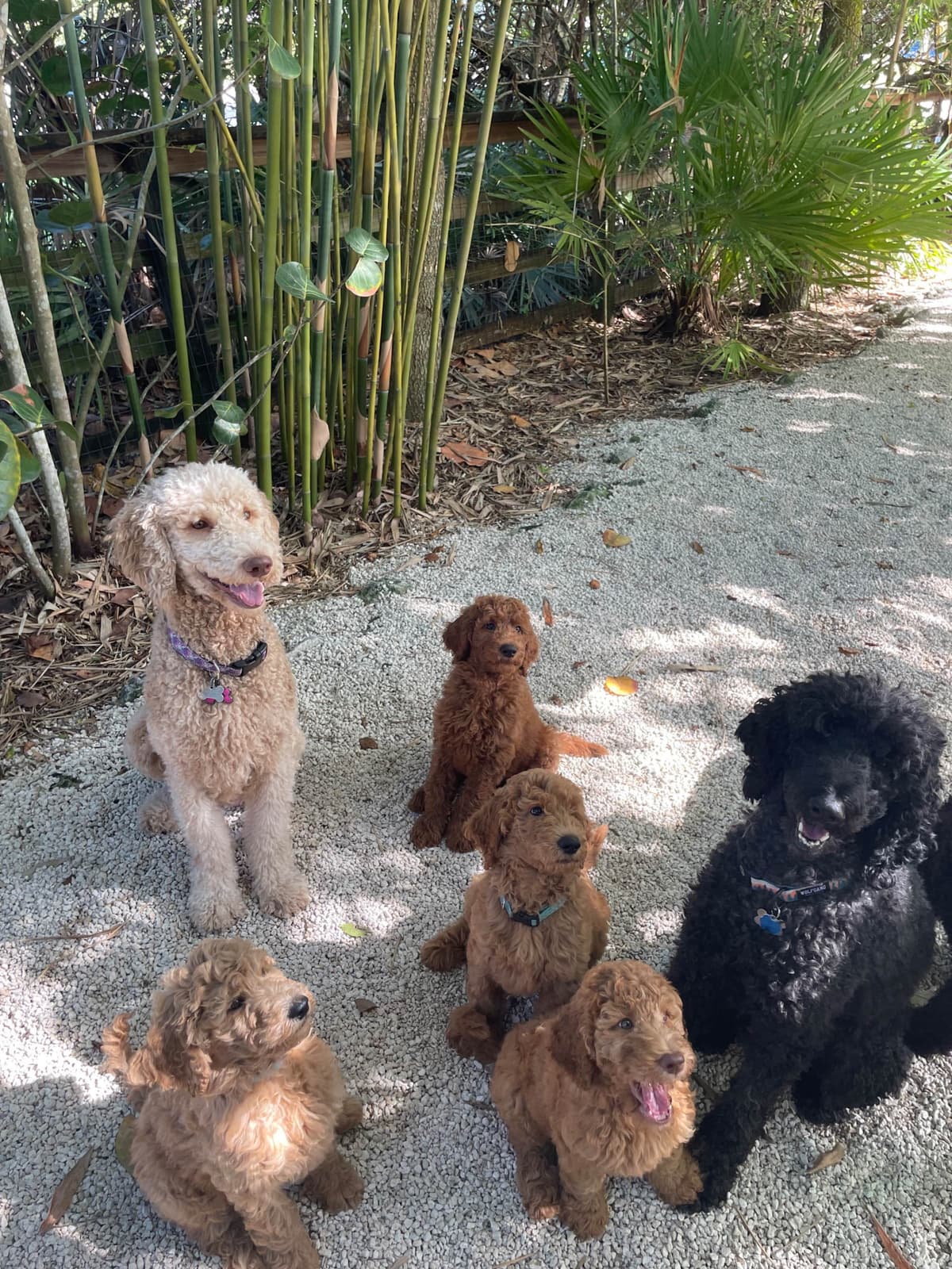 Poodle Puppies breeder image 11