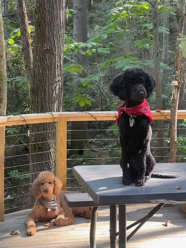 Poodle Puppies breeder image 15