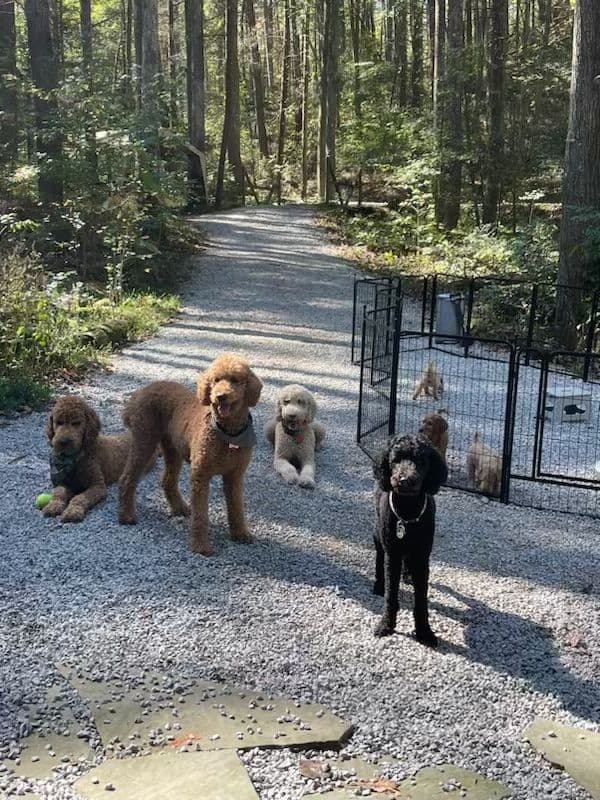 Poodle Puppies breeder image 16