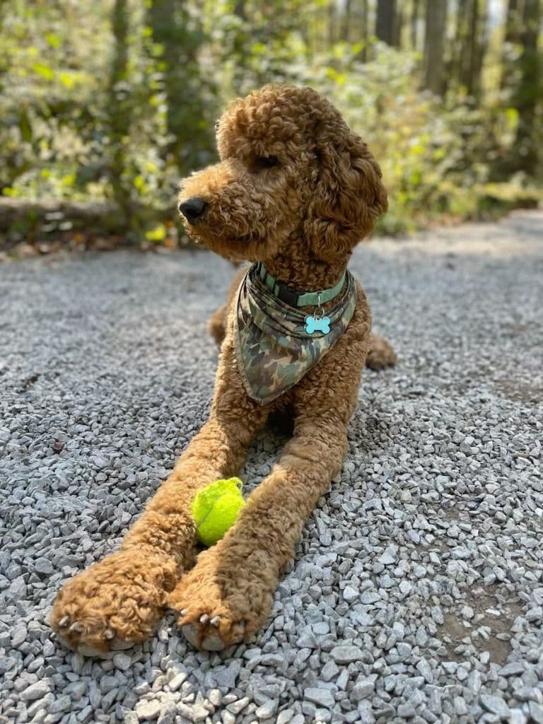 Poodle Puppies breeder image 17