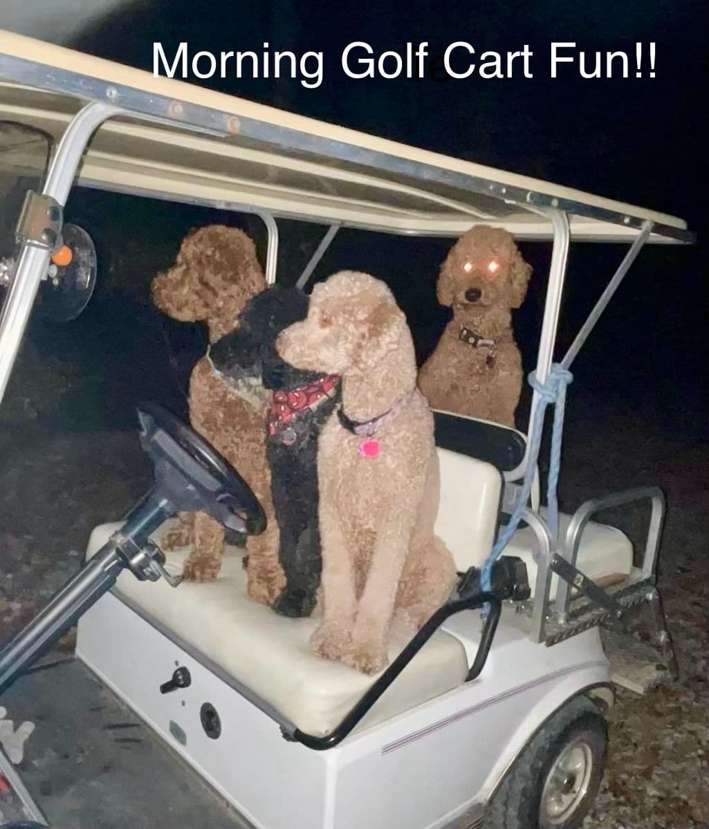 Poodle Puppies breeder image 18