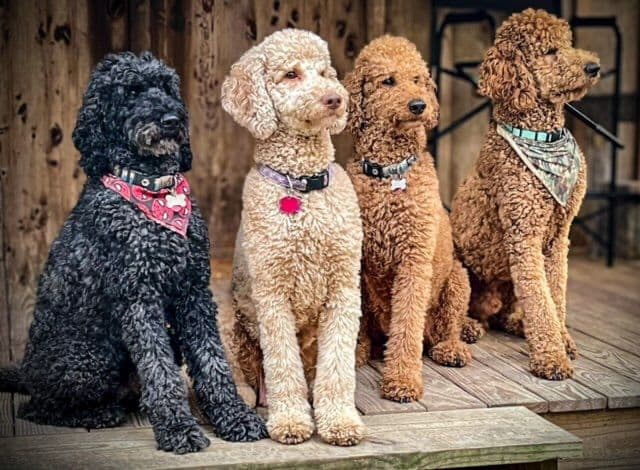 Poodle Puppies breeder image 19