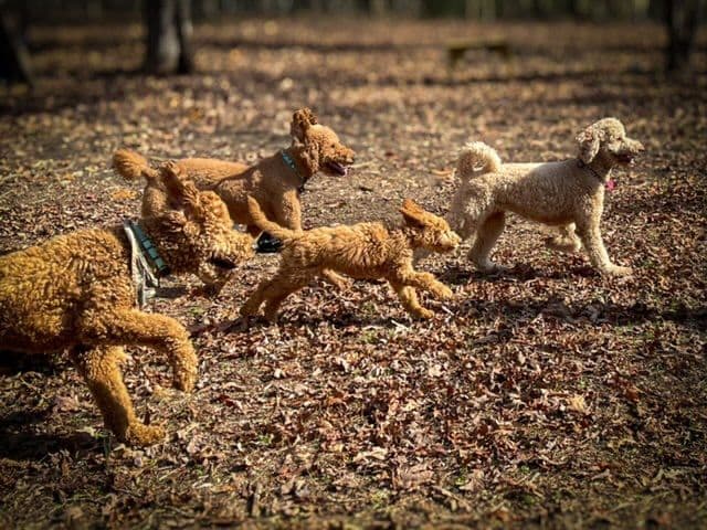 Poodle Puppies breeder image 20