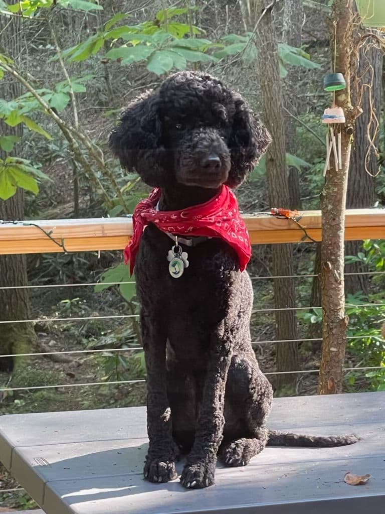 Poodle Puppies breeder image 22