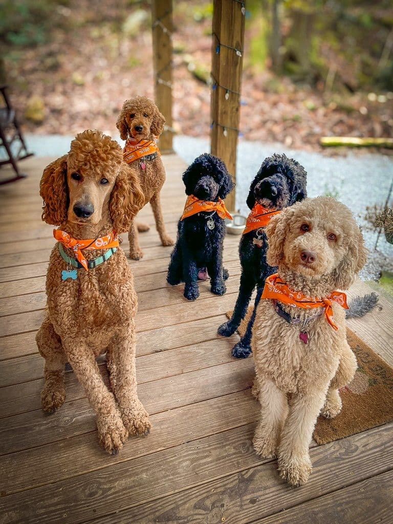 Poodle Puppies breeder image 24
