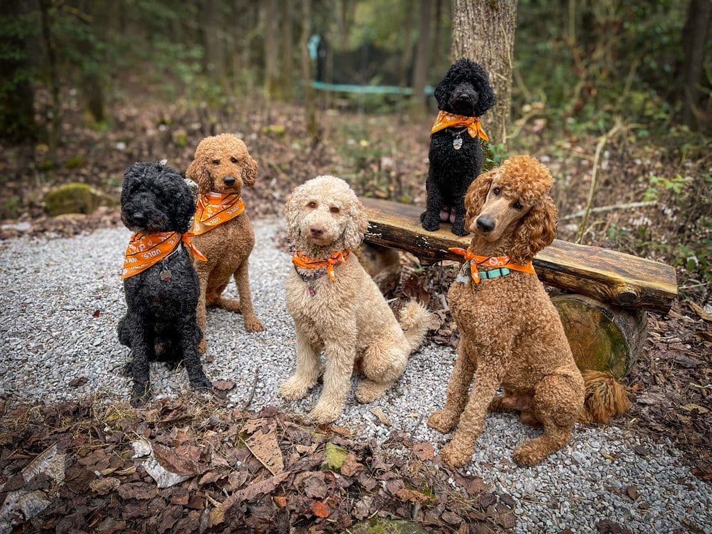 Poodle Puppies breeder image 23