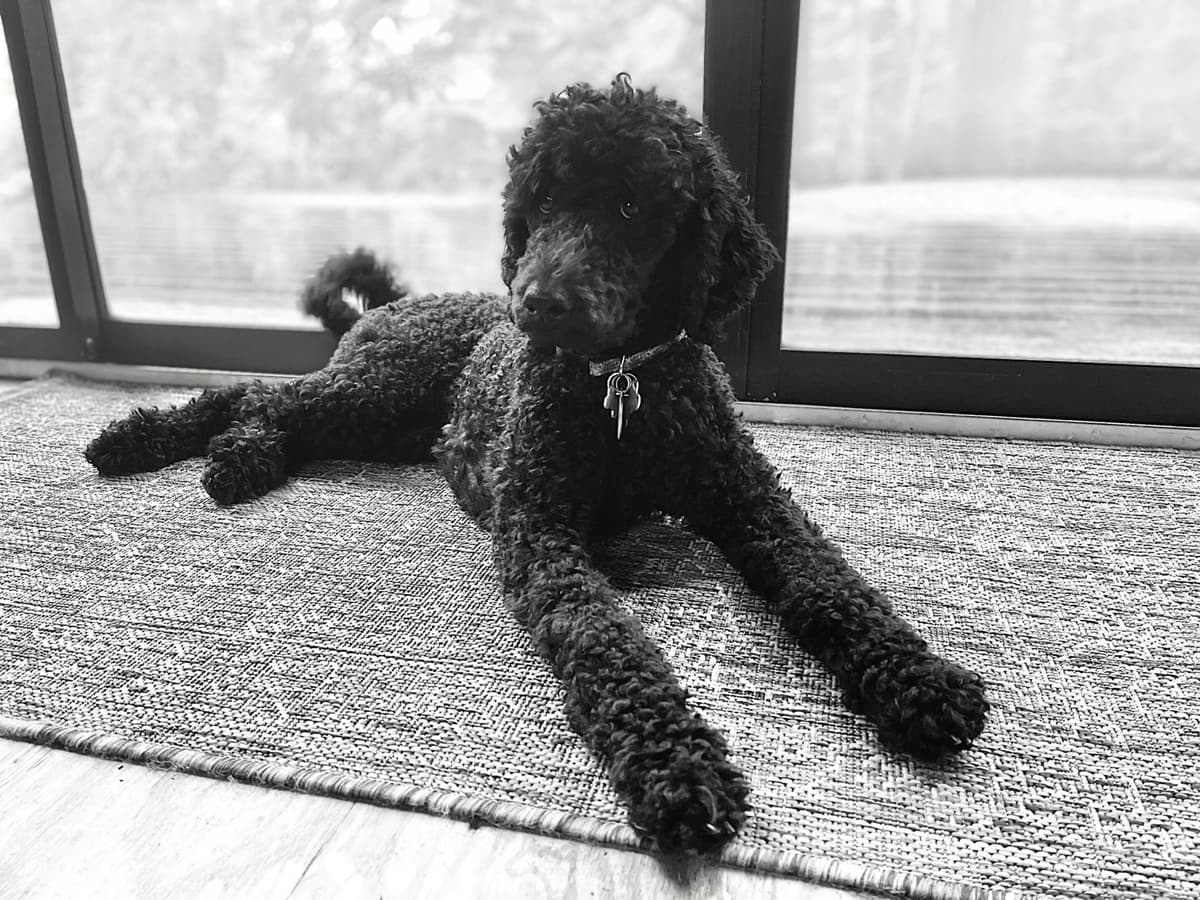 Poodle Puppies breeder image 26