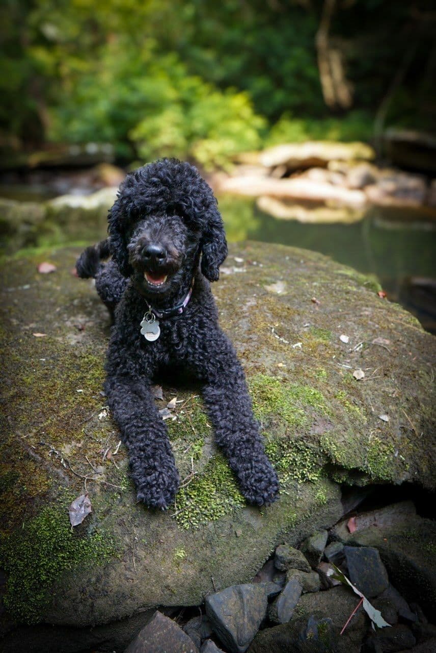 Poodle Puppies breeder image 27