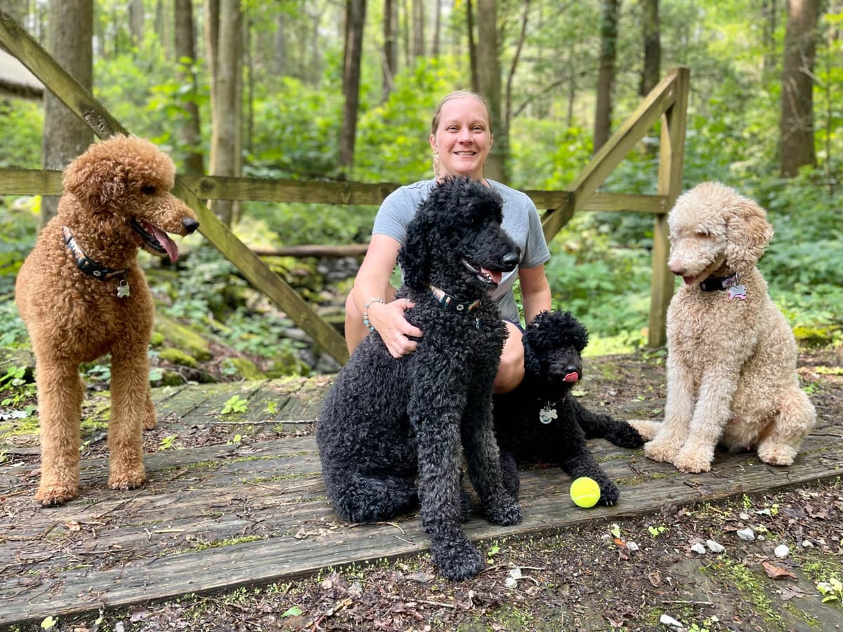 Poodle Puppies breeder image 29