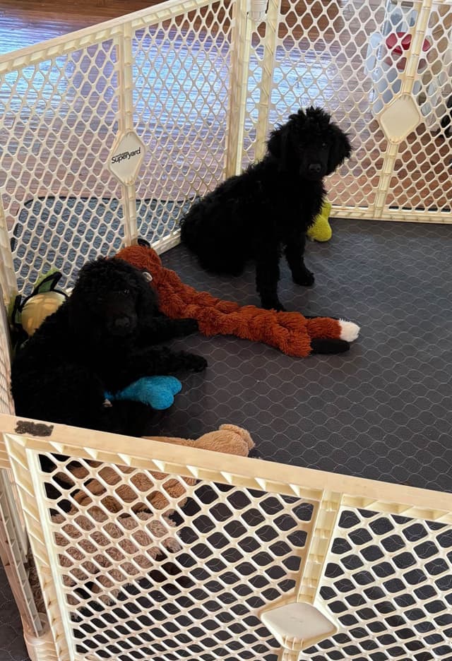 Poodle Puppies media 3