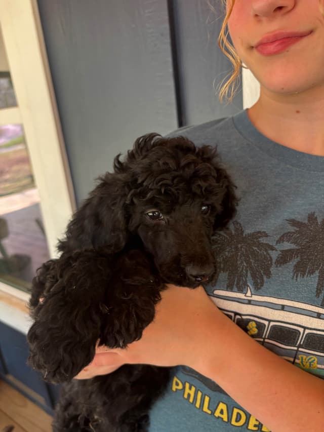 Poodle Puppies media 5