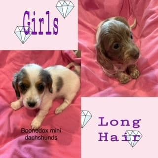 Miniature Dachshund Puppies breeder image 1