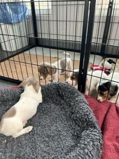 Miniature Dachshund Puppies breeder image 4