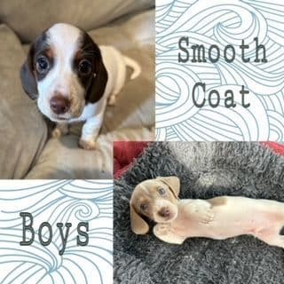 Miniature Dachshund Puppies breeder image 3