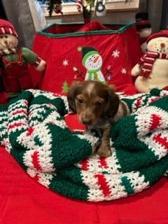 Miniature Dachshund Puppies breeder image 5