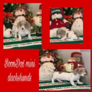 Miniature Dachshund Puppies breeder image 11