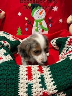 Miniature Dachshund Puppies breeder image 10