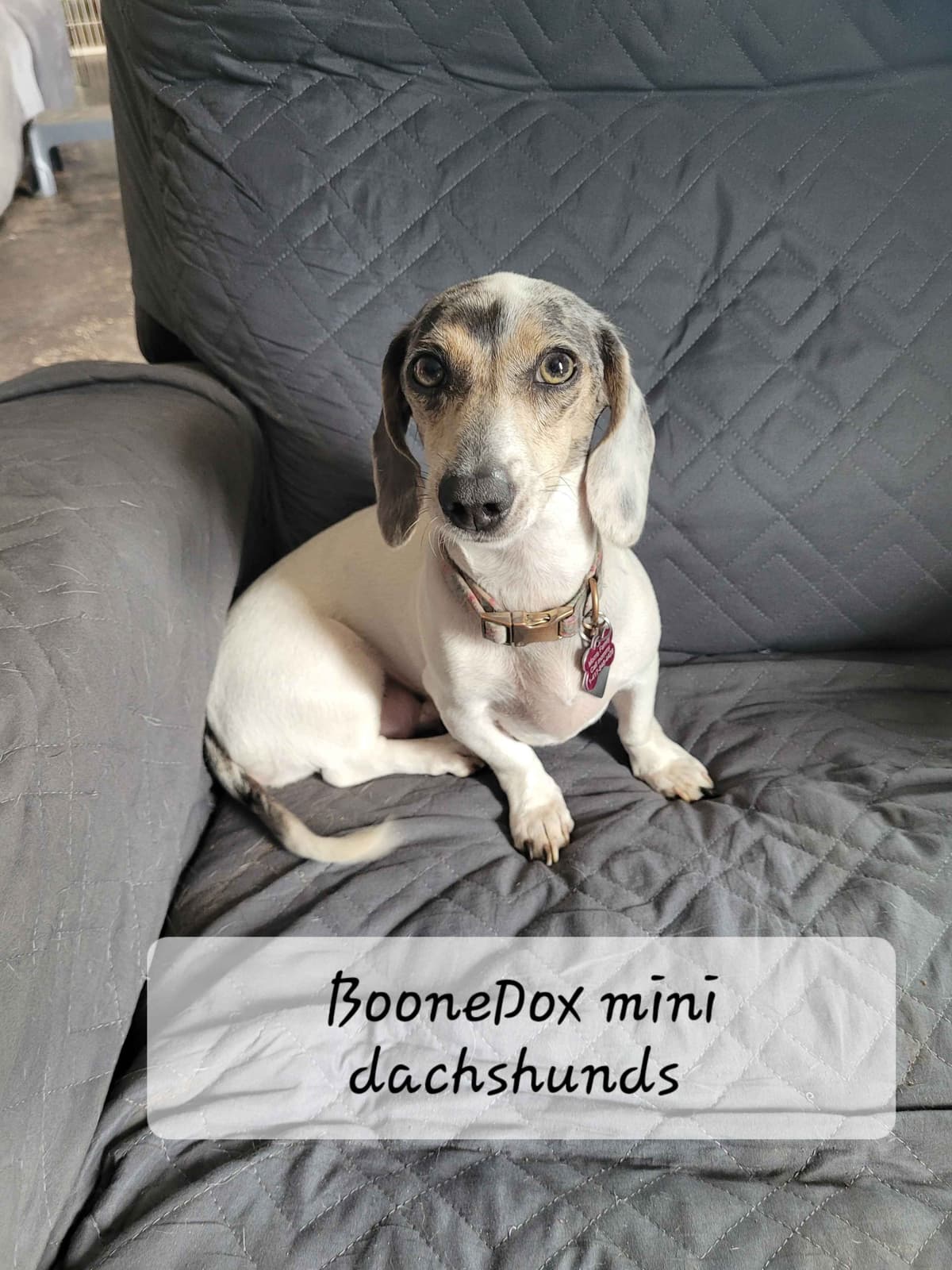 Miniature Dachshund Puppies breeder image 12