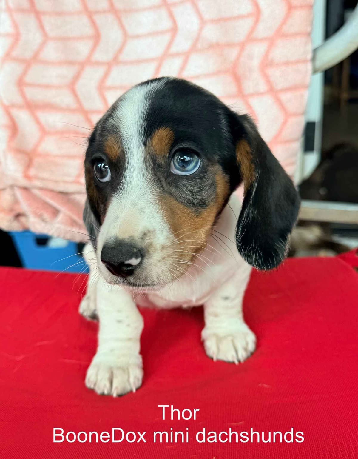 Miniature Dachshund Puppies breeder image 13