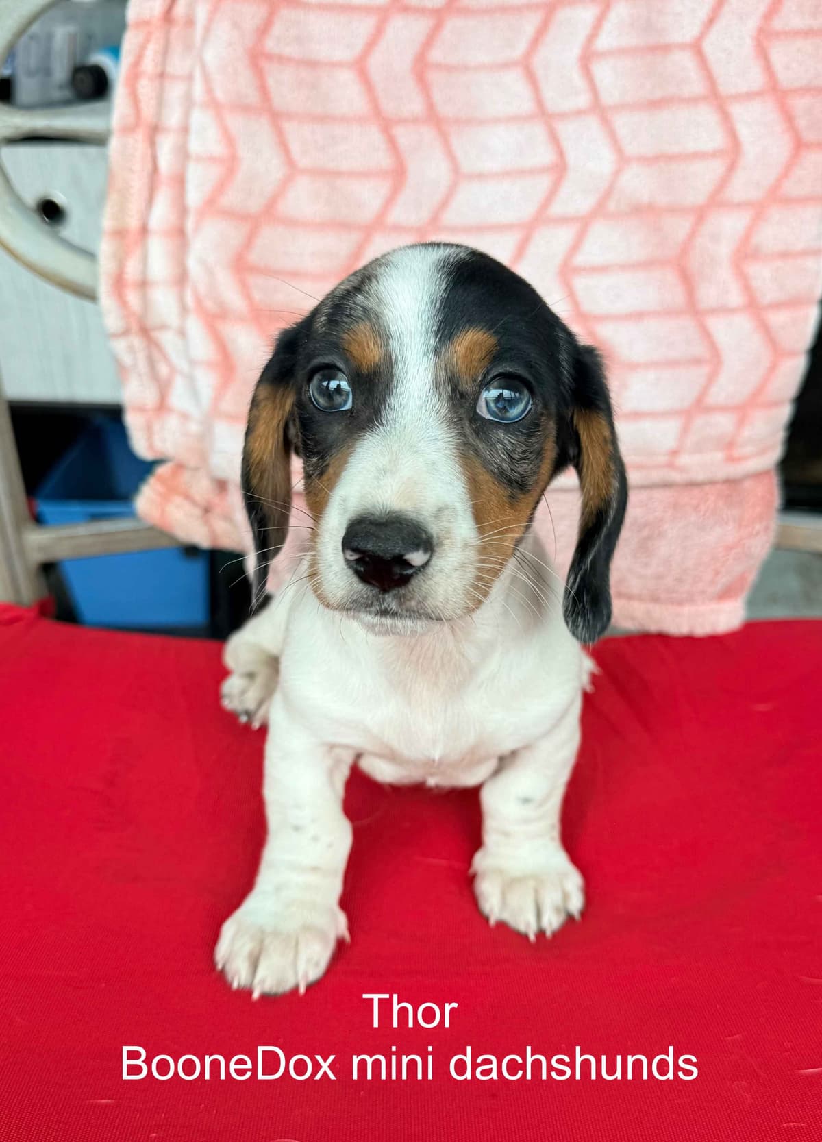 Miniature Dachshund Puppies breeder image 17
