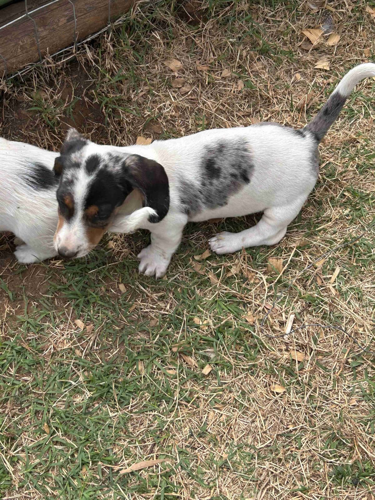 Miniature Dachshund Puppies breeder image 18