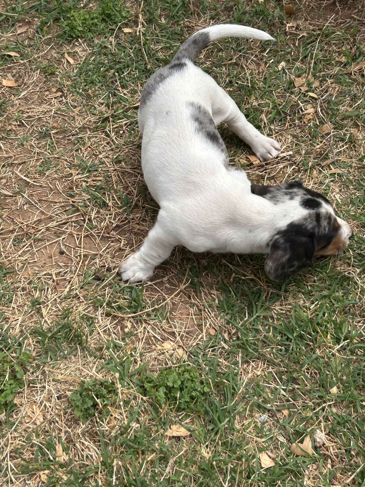 Miniature Dachshund Puppies breeder image 19
