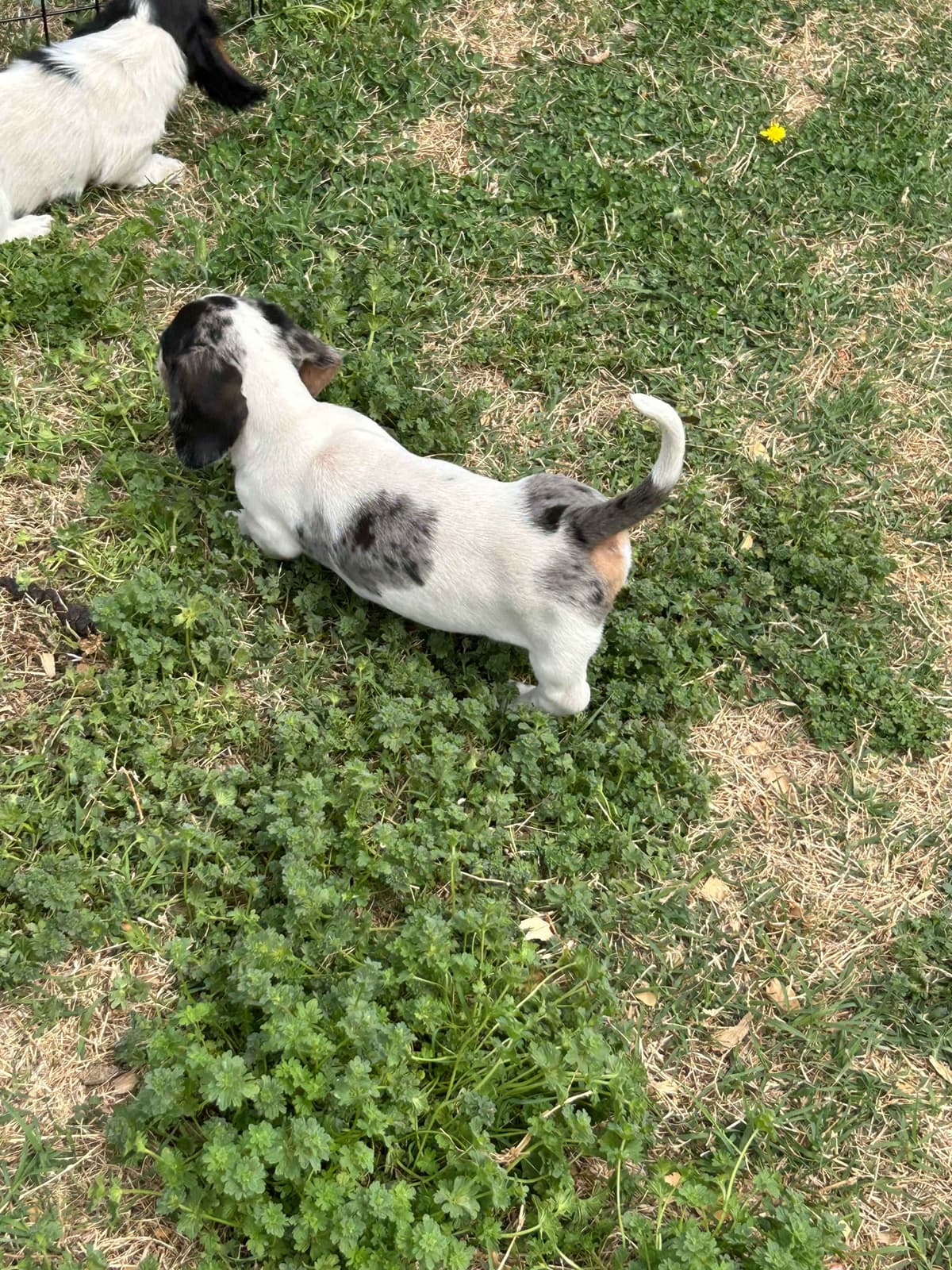 Miniature Dachshund Puppies breeder image 20