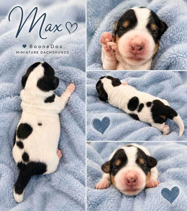 Miniature Dachshund Puppies media 2