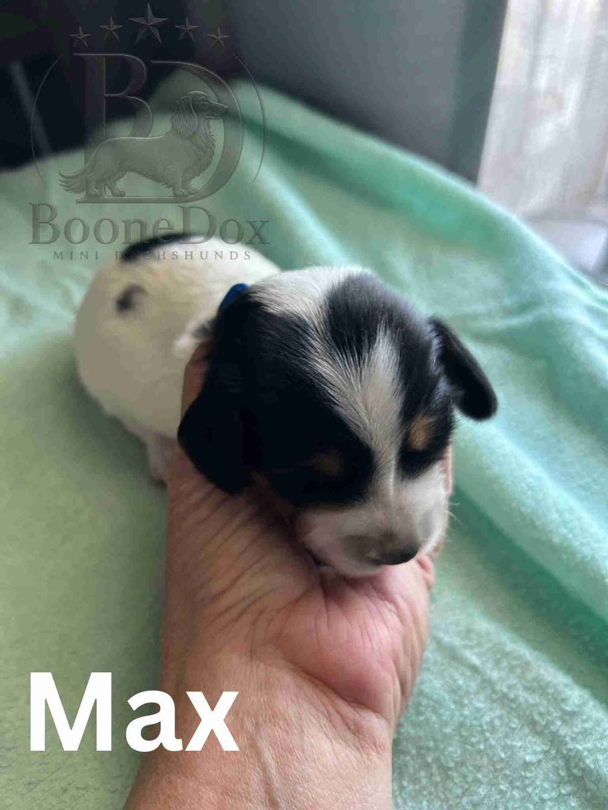 Miniature Dachshund Puppies breeder image 21