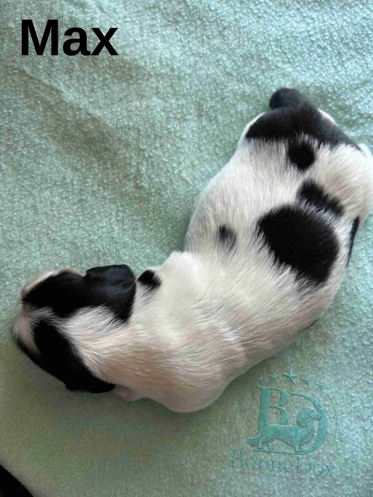 Miniature Dachshund Puppies breeder image 24