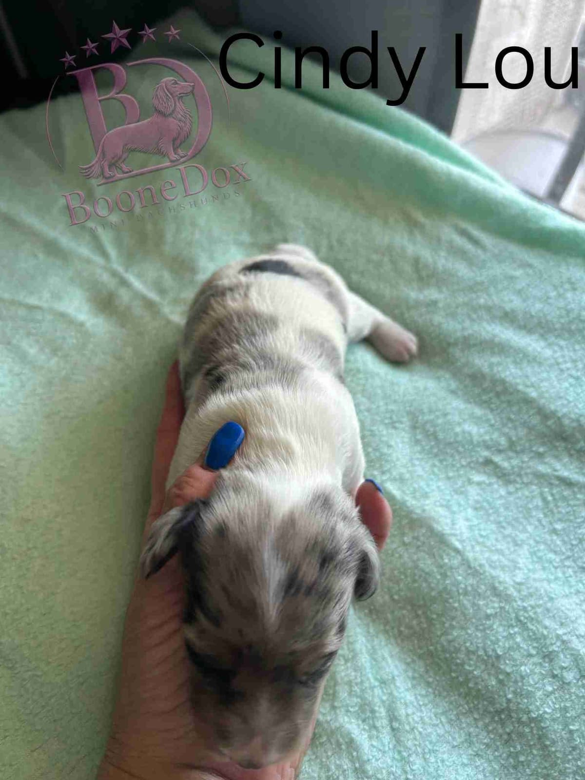 Miniature Dachshund Puppies breeder image 26