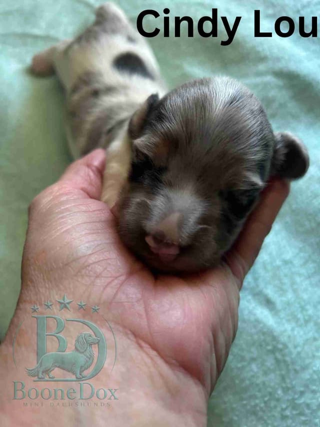 Miniature Dachshund Puppies media 4