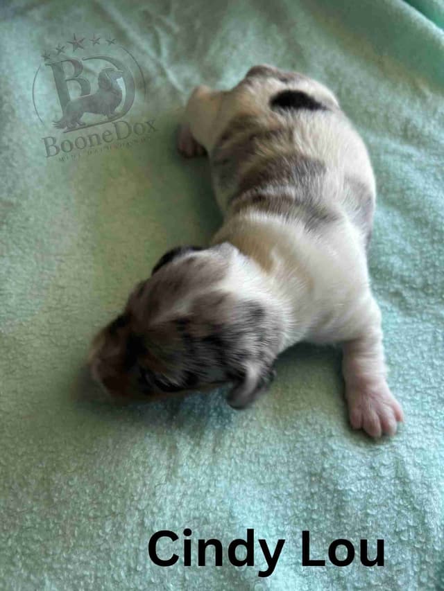 Miniature Dachshund Puppies media 7