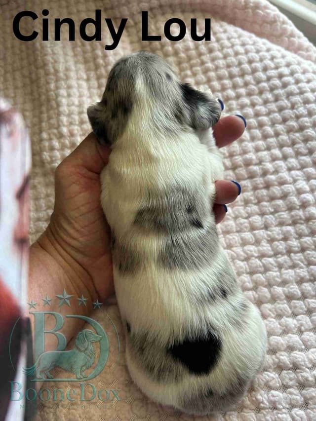 Miniature Dachshund Puppies media 9
