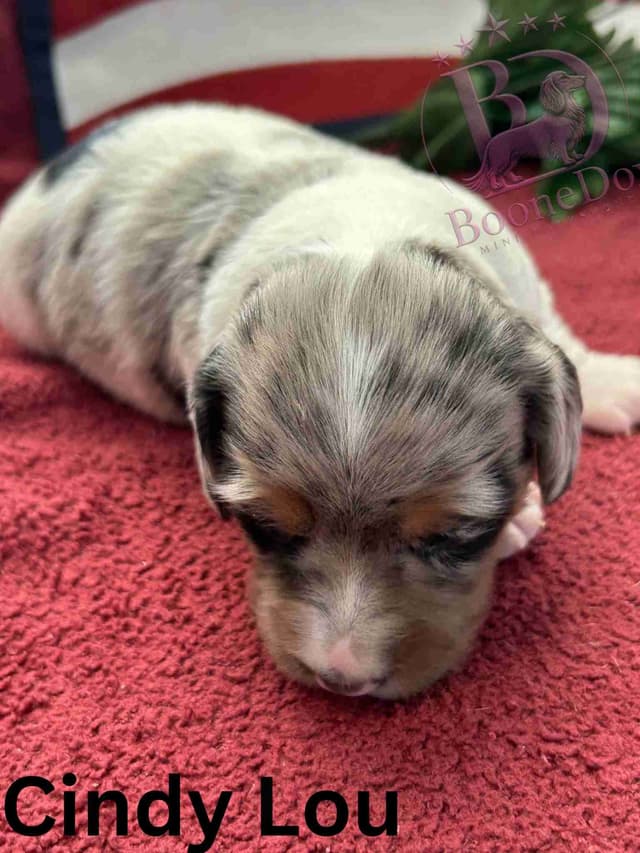 Miniature Dachshund Puppies media 10