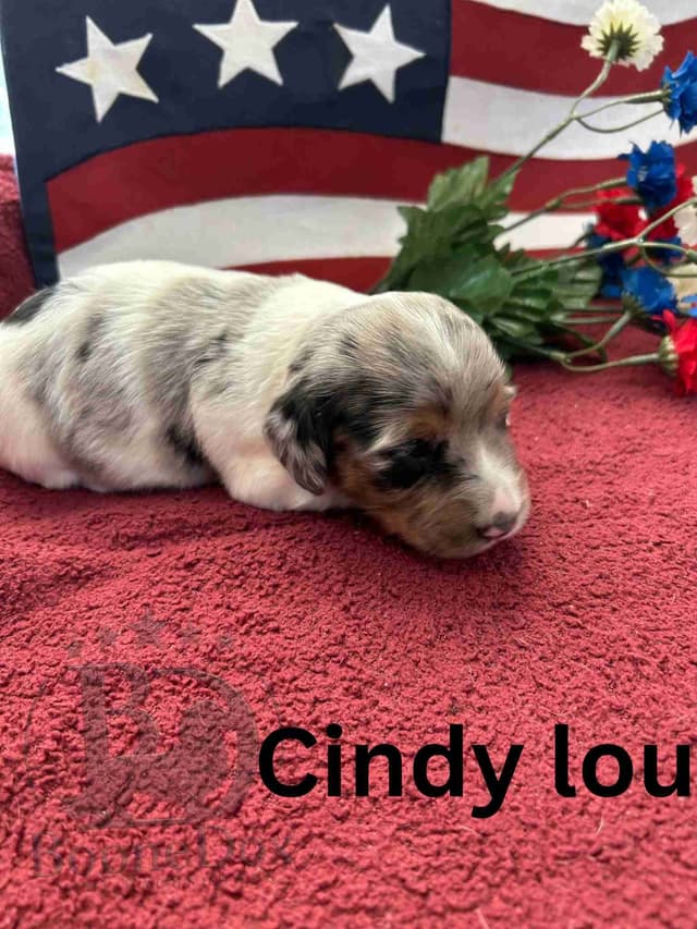 Miniature Dachshund Puppies media 12