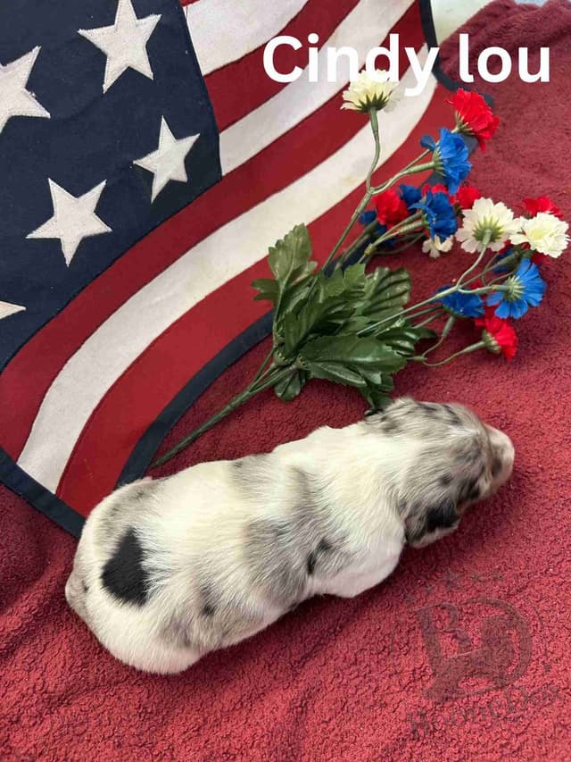 Miniature Dachshund Puppies media 11