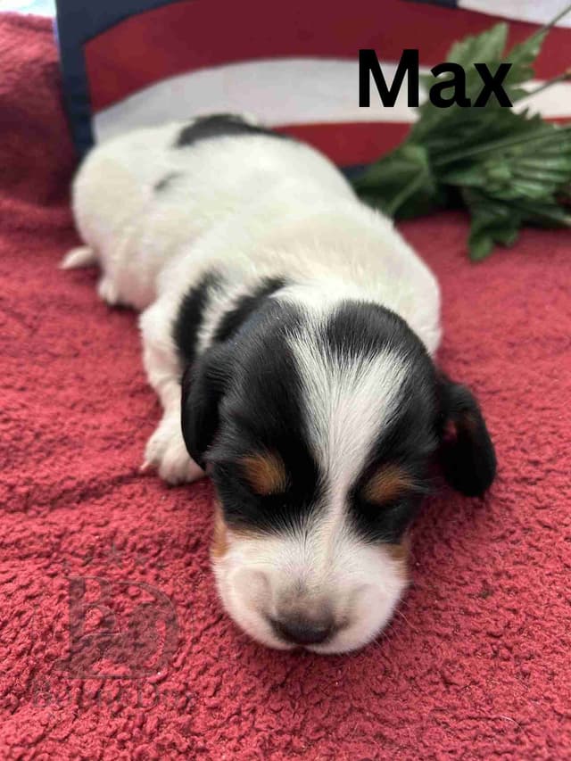 Miniature Dachshund Puppies media 13