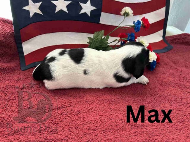 Miniature Dachshund Puppies media 15
