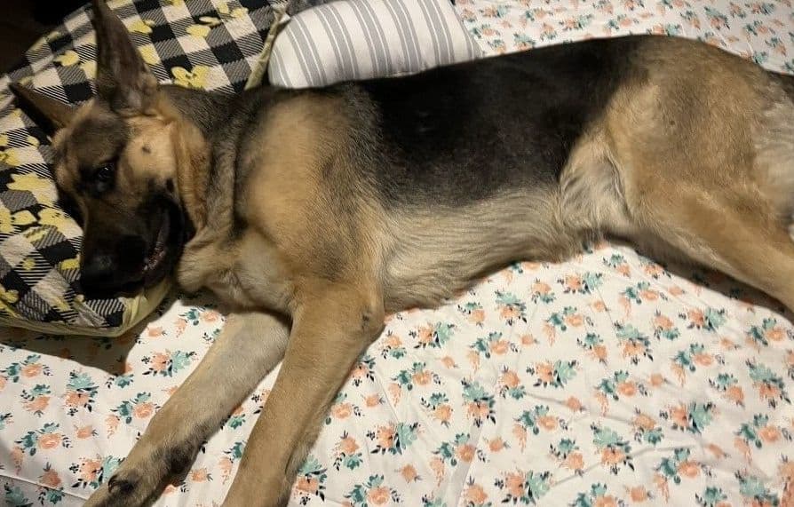 German Shepherd Dog Puppies Willow X Atticus breeder image 9