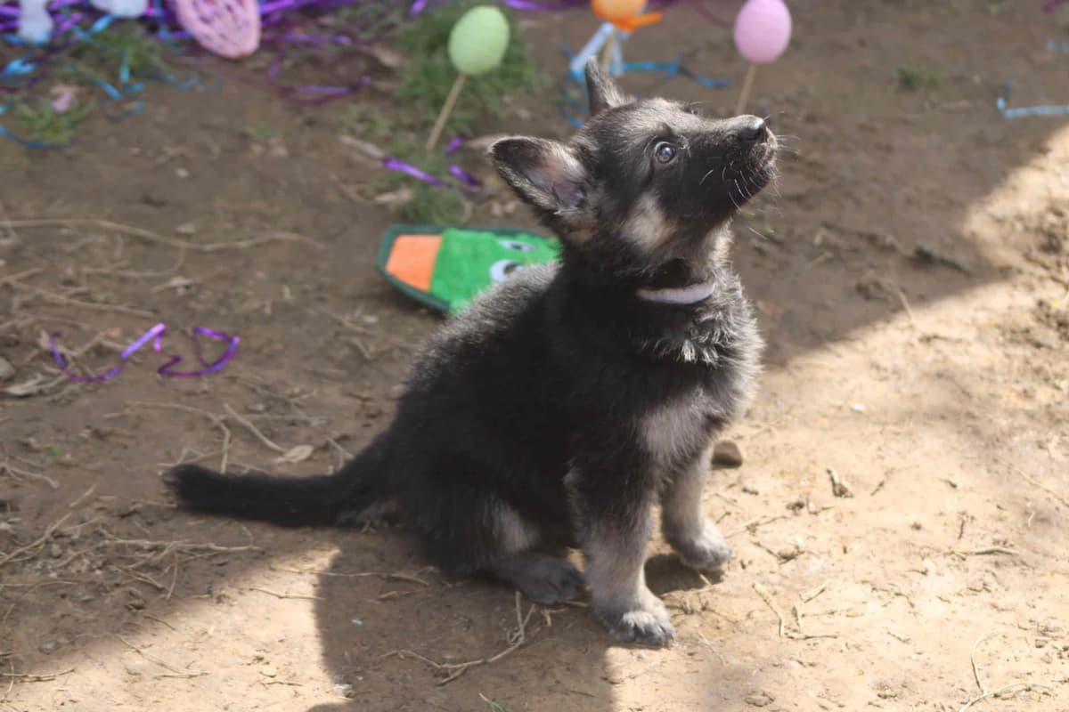 German Shepherd Dog Puppies Willow X Atticus breeder image 21