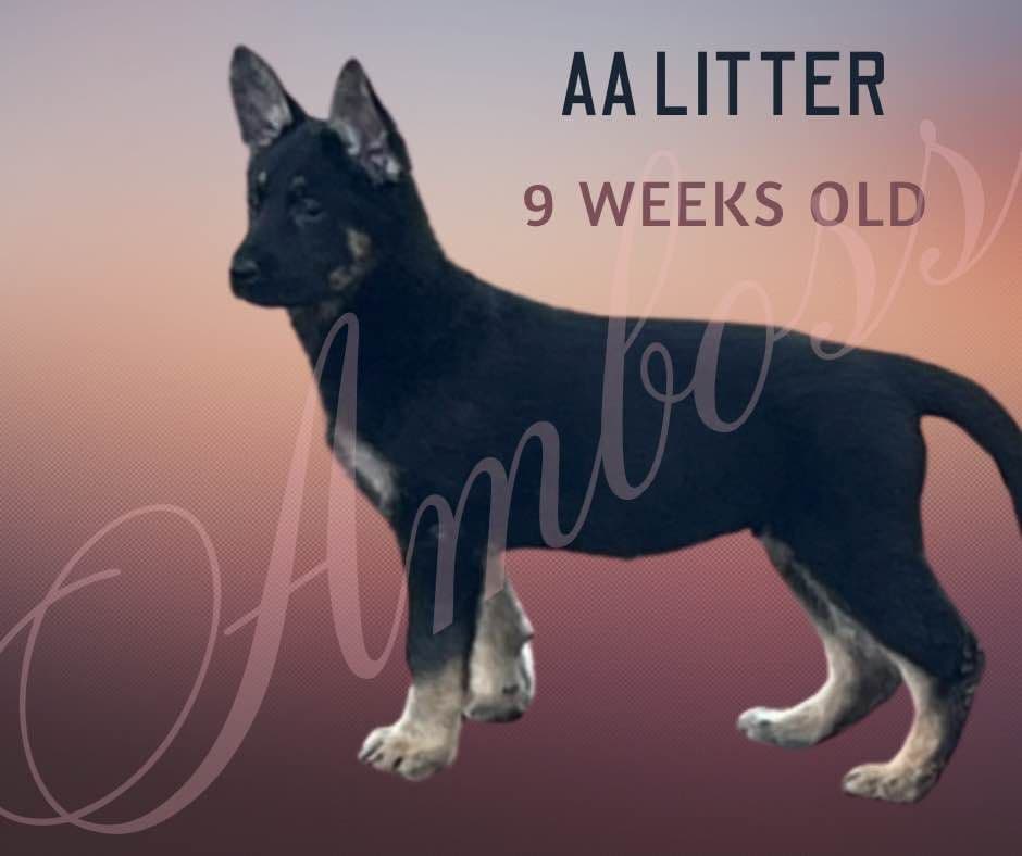 German Shepherd Dog Puppies Willow X Atticus breeder image 15