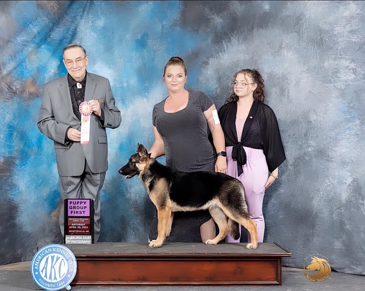 German Shepherd Dog Puppies Willow X Atticus breeder image 8