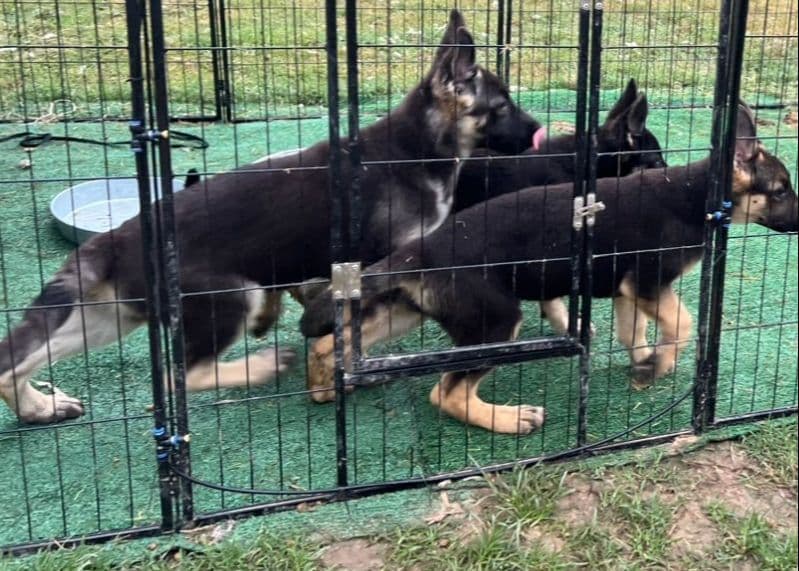 German Shepherd Dog Puppies Willow X Atticus breeder image 20