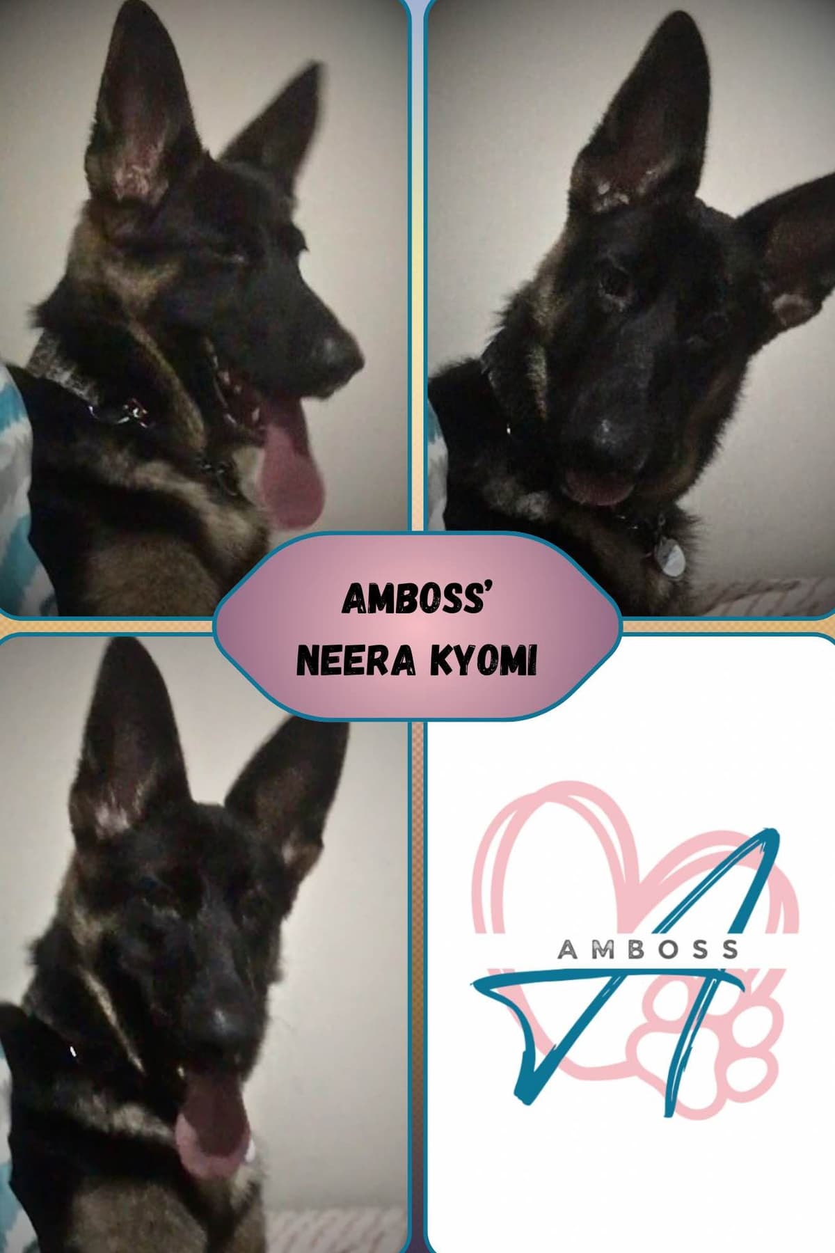 German Shepherd Dog Puppies Willow X Atticus breeder image 10