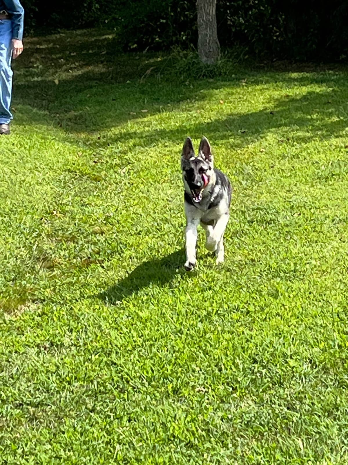 German Shepherd Dog Puppies Willow X Atticus breeder image 24