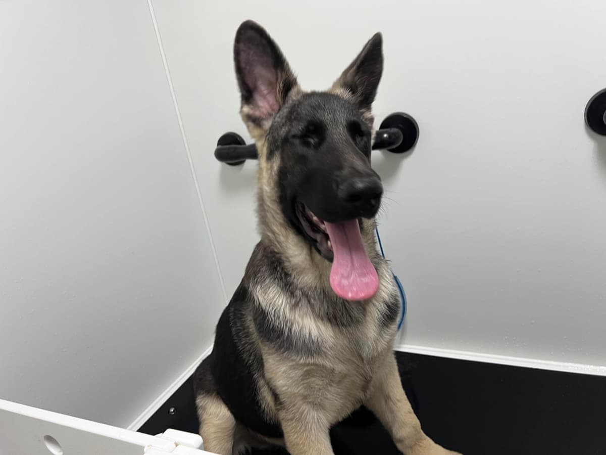 German Shepherd Dog Puppies Willow X Atticus breeder image 17